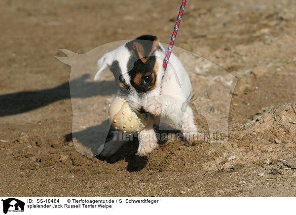 spielender Parson Russell Terrier Welpe / playing Parson Russell Terrier Puppy / SS-18484