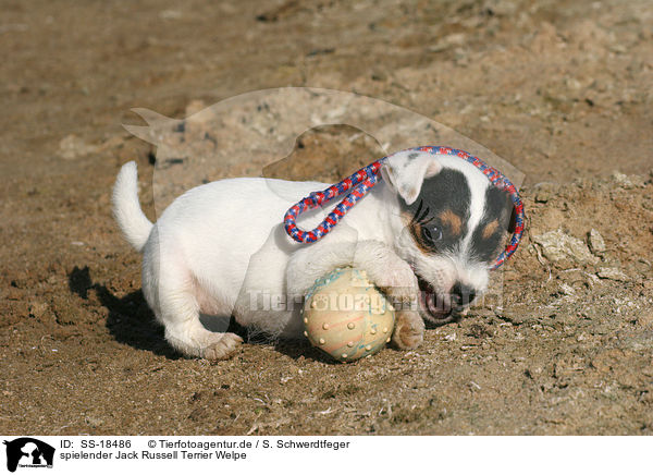spielender Parson Russell Terrier Welpe / playing Parson Russell Terrier Puppy / SS-18486