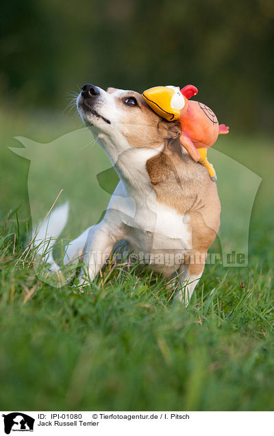 Jack Russell Terrier / IPI-01080