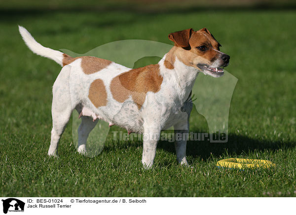 Jack Russell Terrier / Jack Russell Terrier / BES-01024