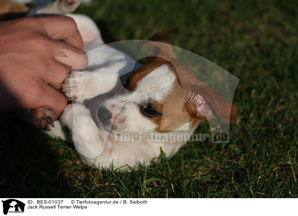 Jack Russell Terrier Welpe / BES-01037