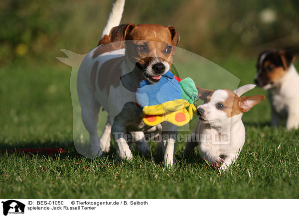 spielende Jack Russell Terrier / playing Jack Russell Terrier / BES-01050