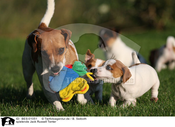 spielende Jack Russell Terrier / playing Jack Russell Terrier / BES-01051