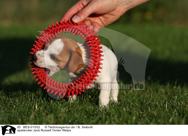 spielender Jack Russell Terrier Welpe / playing Jack Russell Terrier Puppy / BES-01052