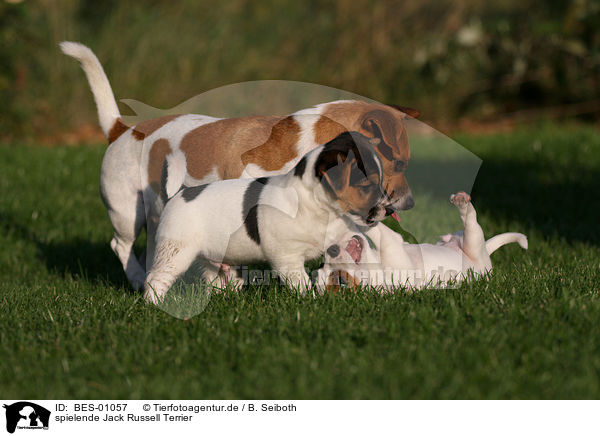 spielende Jack Russell Terrier / playing Jack Russell Terrier / BES-01057