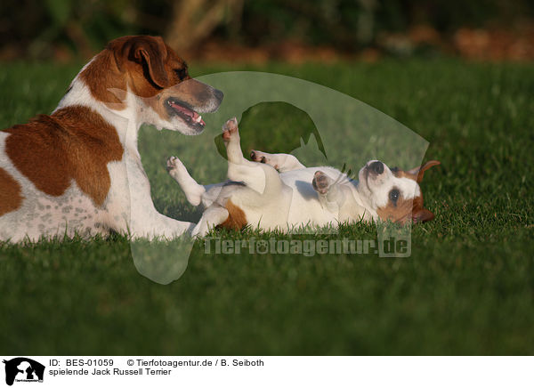 spielende Jack Russell Terrier / playing Jack Russell Terrier / BES-01059