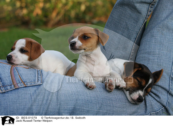 Jack Russell Terrier Welpen / Jack Russell Terrier Puppies / BES-01079