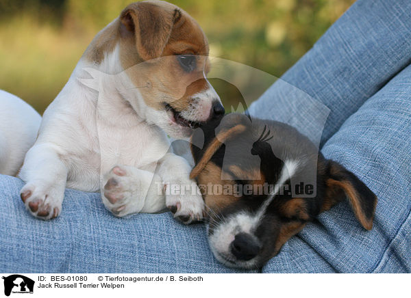 Jack Russell Terrier Welpen / Jack Russell Terrier Puppies / BES-01080