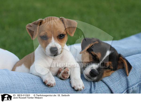 Jack Russell Terrier Welpen / Jack Russell Terrier Puppies / BES-01083
