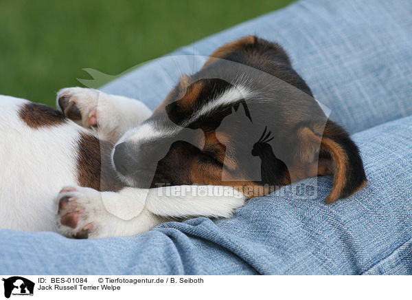 Jack Russell Terrier Welpe / BES-01084