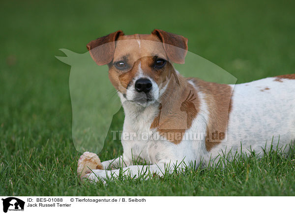 Jack Russell Terrier / Jack Russell Terrier / BES-01088