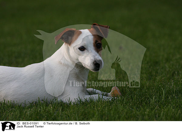 Jack Russell Terrier / Jack Russell Terrier / BES-01091