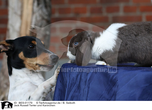 Jack Russell Terrier und Kaninchen / Jack Russell Terrier and bunny / BES-01179