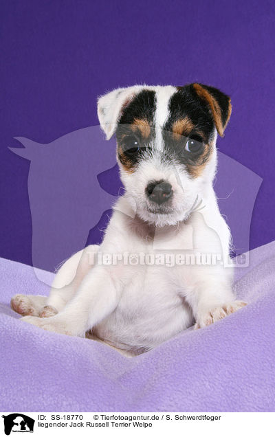 liegender Parson Russell Terrier Welpe / lying Parson Russell Terrier Puppy / SS-18770