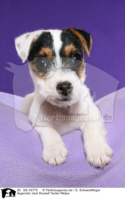 liegender Parson Russell Terrier Welpe / lying Parson Russell Terrier Puppy / SS-18775