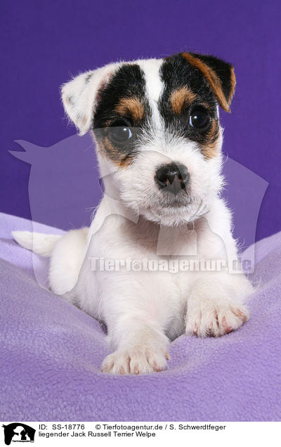 liegender Parson Russell Terrier Welpe / lying Parson Russell Terrier Puppy / SS-18776
