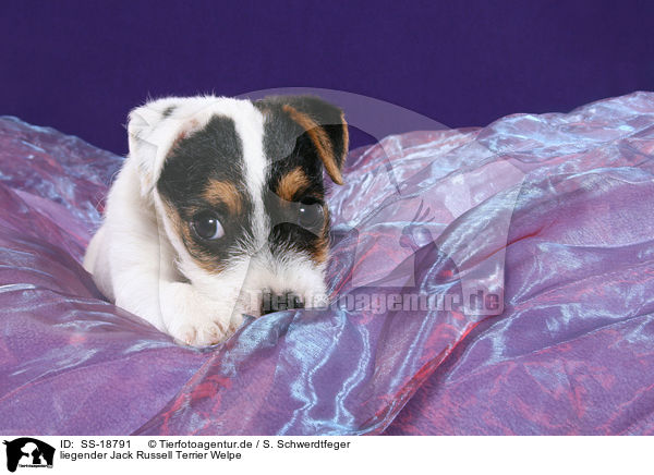 Parson Russell Terrier Welpe / Parson Russell Terrier Puppy / SS-18791