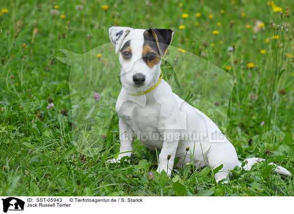 Jack Russell Terrier / Jack Russell Terrier / SST-05943
