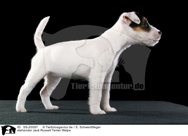 stehender Jack Russell Terrier Welpe / SS-20097