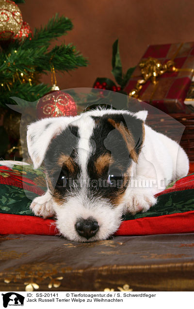 Parson Russell Terrier weihnachtlich / Parson Russell Terrier at christmas / SS-20141