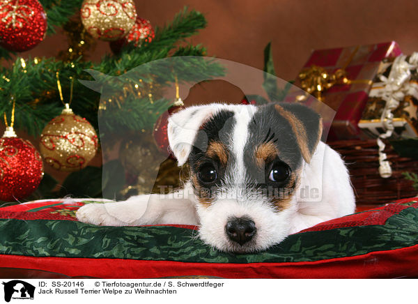 Parson Russell Terrier weihnachtlich / Parson Russell Terrier at christmas / SS-20146