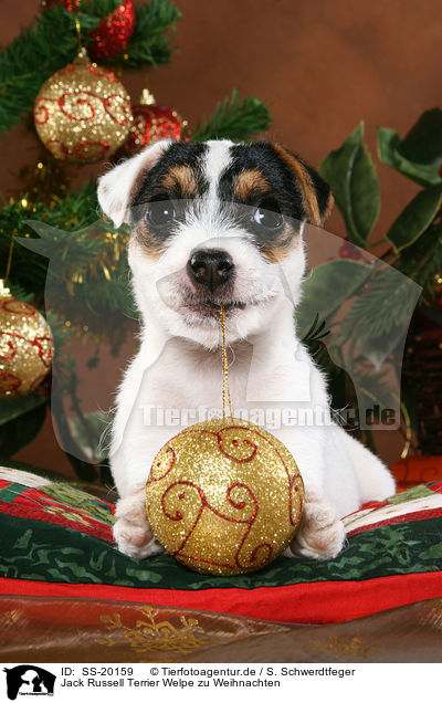 Jack Russell Terrier Welpe zu Weihnachten / SS-20159