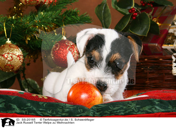 Parson Russell Terrier weihnachtlich / Parson Russell Terrier at christmas / SS-20165