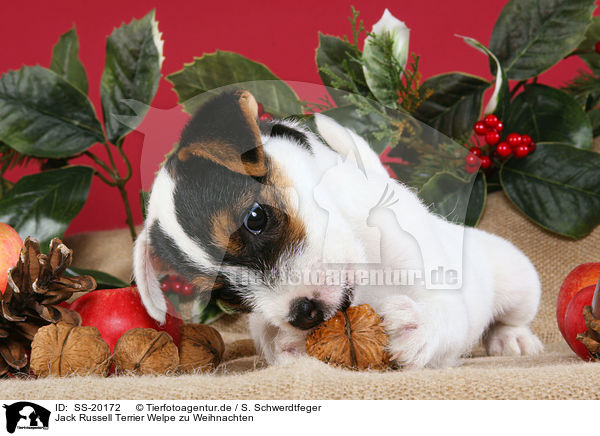 Parson Russell Terrier weihnachtlich / Parson Russell Terrier at christmas / SS-20172