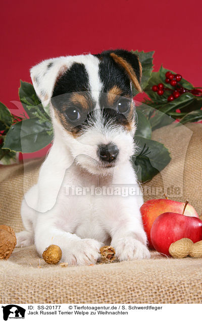 Parson Russell Terrier weihnachtlich / Parson Russell Terrier at christmas / SS-20177