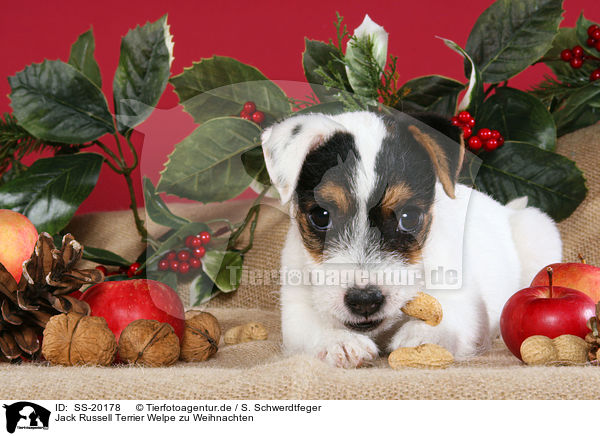Jack Russell Terrier Welpe zu Weihnachten / SS-20178
