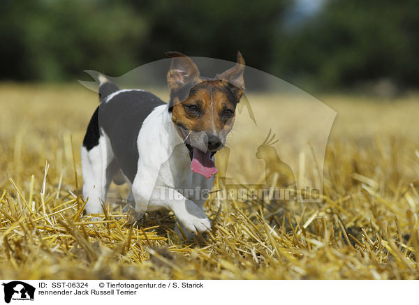rennender Jack Russell Terrier / running Jack Russell Terrier / SST-06324