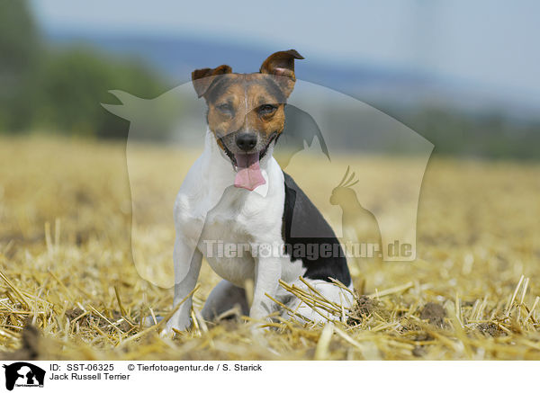 Jack Russell Terrier / Jack Russell Terrier / SST-06325