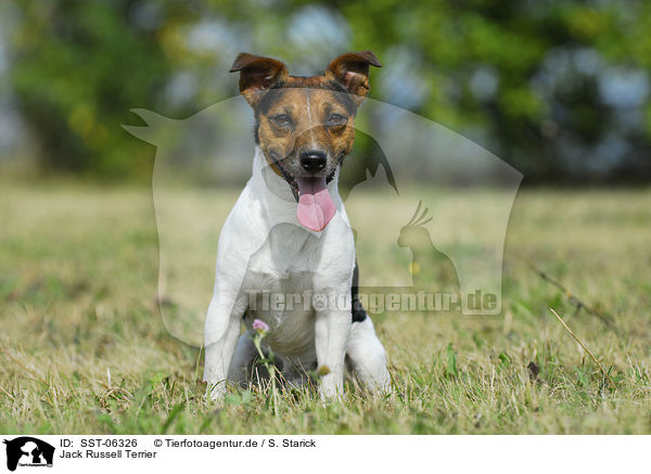 Jack Russell Terrier / Jack Russell Terrier / SST-06326