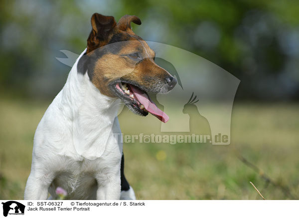 Jack Russell Terrier Portrait / Jack Russell Terrier Portrait / SST-06327