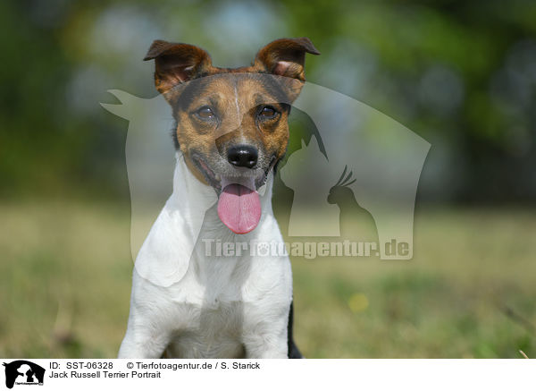 Jack Russell Terrier Portrait / Jack Russell Terrier Portrait / SST-06328