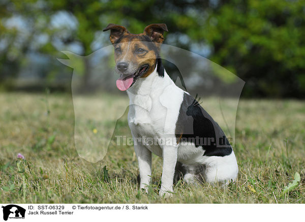 Jack Russell Terrier / Jack Russell Terrier / SST-06329