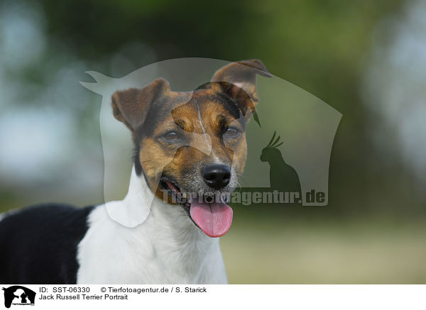 Jack Russell Terrier Portrait / Jack Russell Terrier Portrait / SST-06330