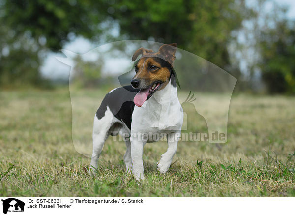 Jack Russell Terrier / Jack Russell Terrier / SST-06331