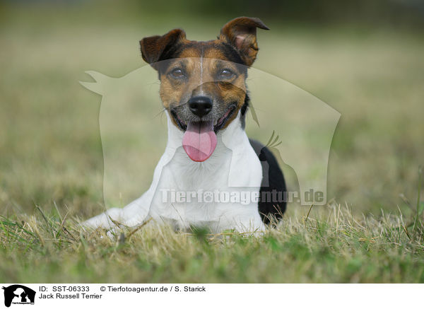 Jack Russell Terrier / Jack Russell Terrier / SST-06333