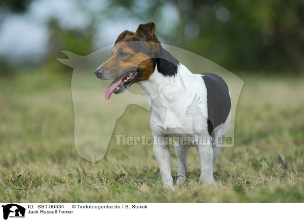 Jack Russell Terrier / Jack Russell Terrier / SST-06334
