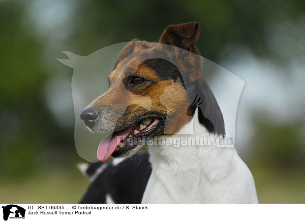 Jack Russell Terrier Portrait / Jack Russell Terrier Portrait / SST-06335