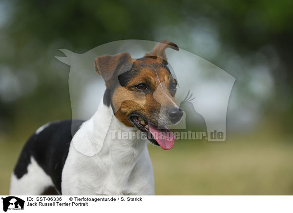 Jack Russell Terrier Portrait / Jack Russell Terrier Portrait / SST-06336