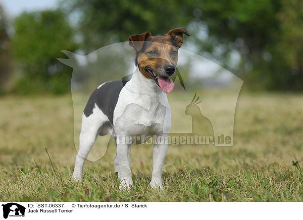 Jack Russell Terrier / Jack Russell Terrier / SST-06337