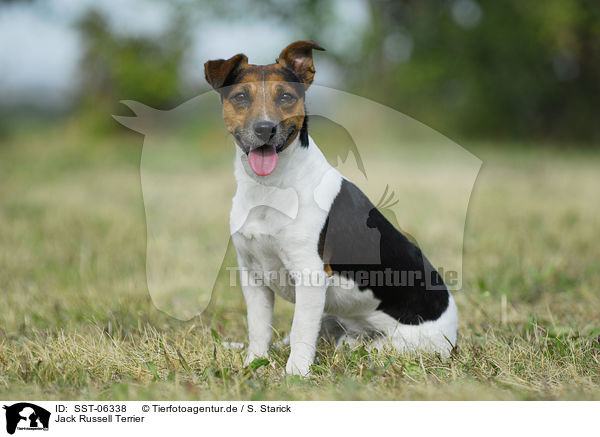 Jack Russell Terrier / Jack Russell Terrier / SST-06338