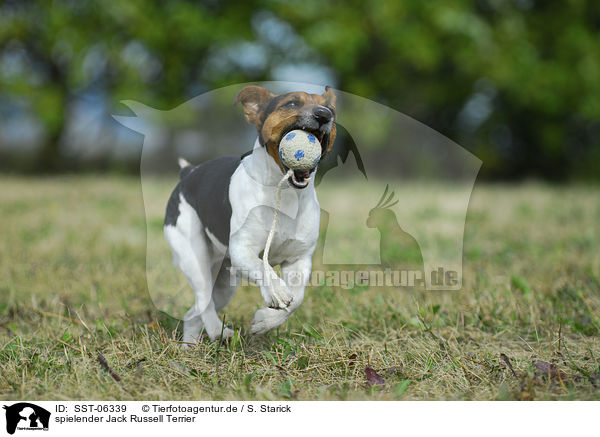 spielender Jack Russell Terrier / playing Jack Russell Terrier / SST-06339