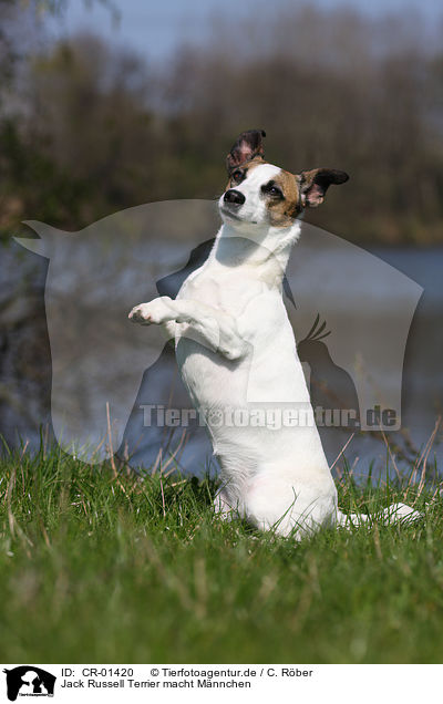 Jack Russell Terrier macht Mnnchen / Jack Russell Terrier shows trick / CR-01420