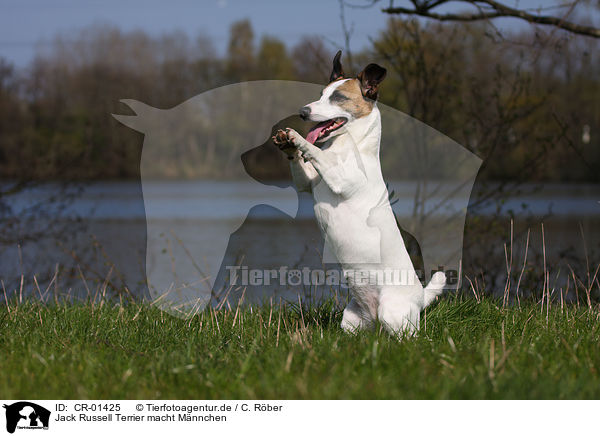 Jack Russell Terrier macht Mnnchen / Jack Russell Terrier shows trick / CR-01425