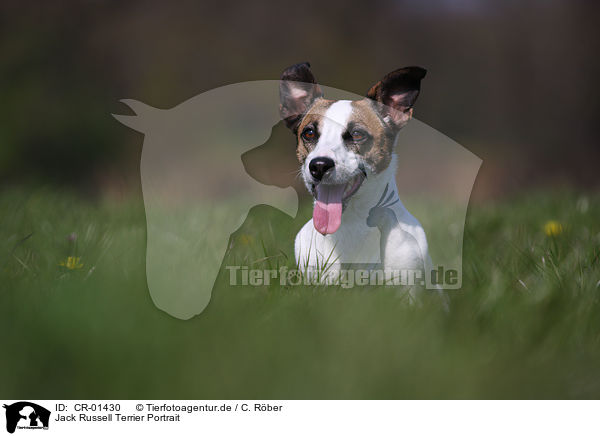 Jack Russell Terrier Portrait / Jack Russell Terrier Portrait / CR-01430