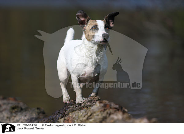 Jack Russell Terrier / Jack Russell Terrier / CR-01436