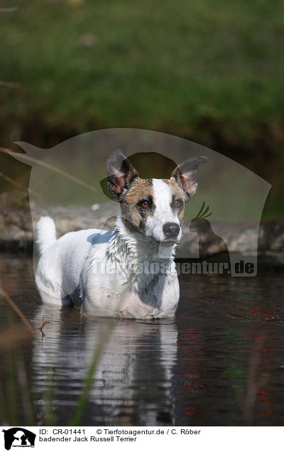 badender Jack Russell Terrier / bathing Jack Russell Terrier / CR-01441